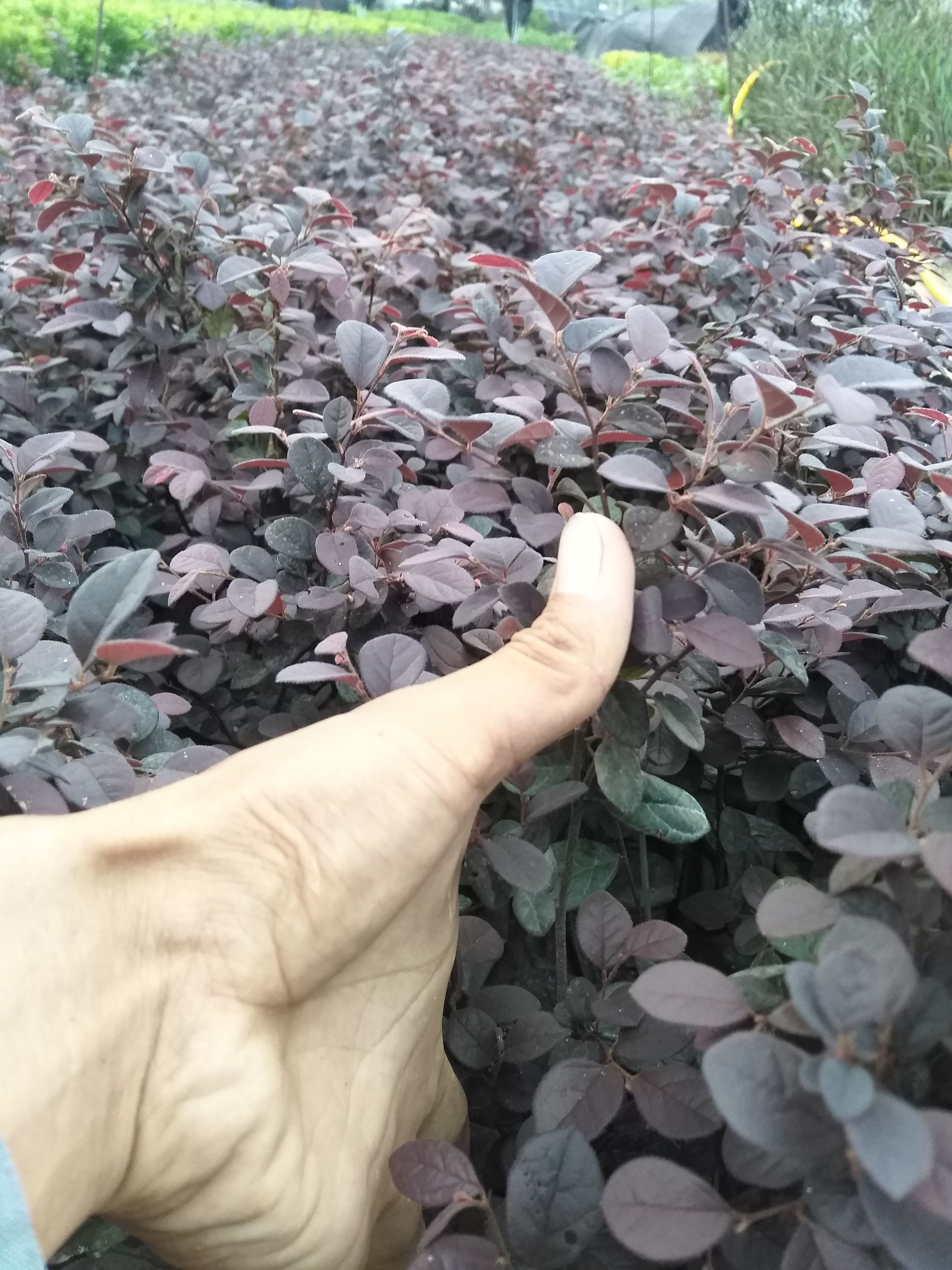 红花继木（大袋和中袋）