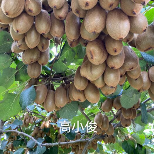 永顺县猕猴桃苗红心黄心绿心