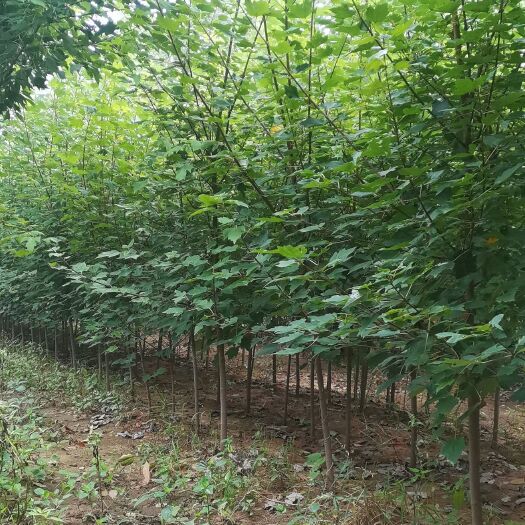 郯城县美国红枫苗 美国红枫（红冠）