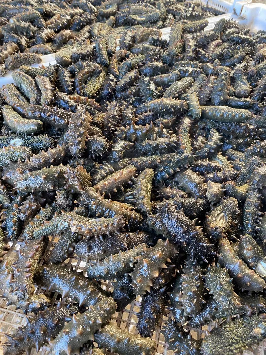  即食海参 大连即食海参  15-30头 口感较好 刺好参型好