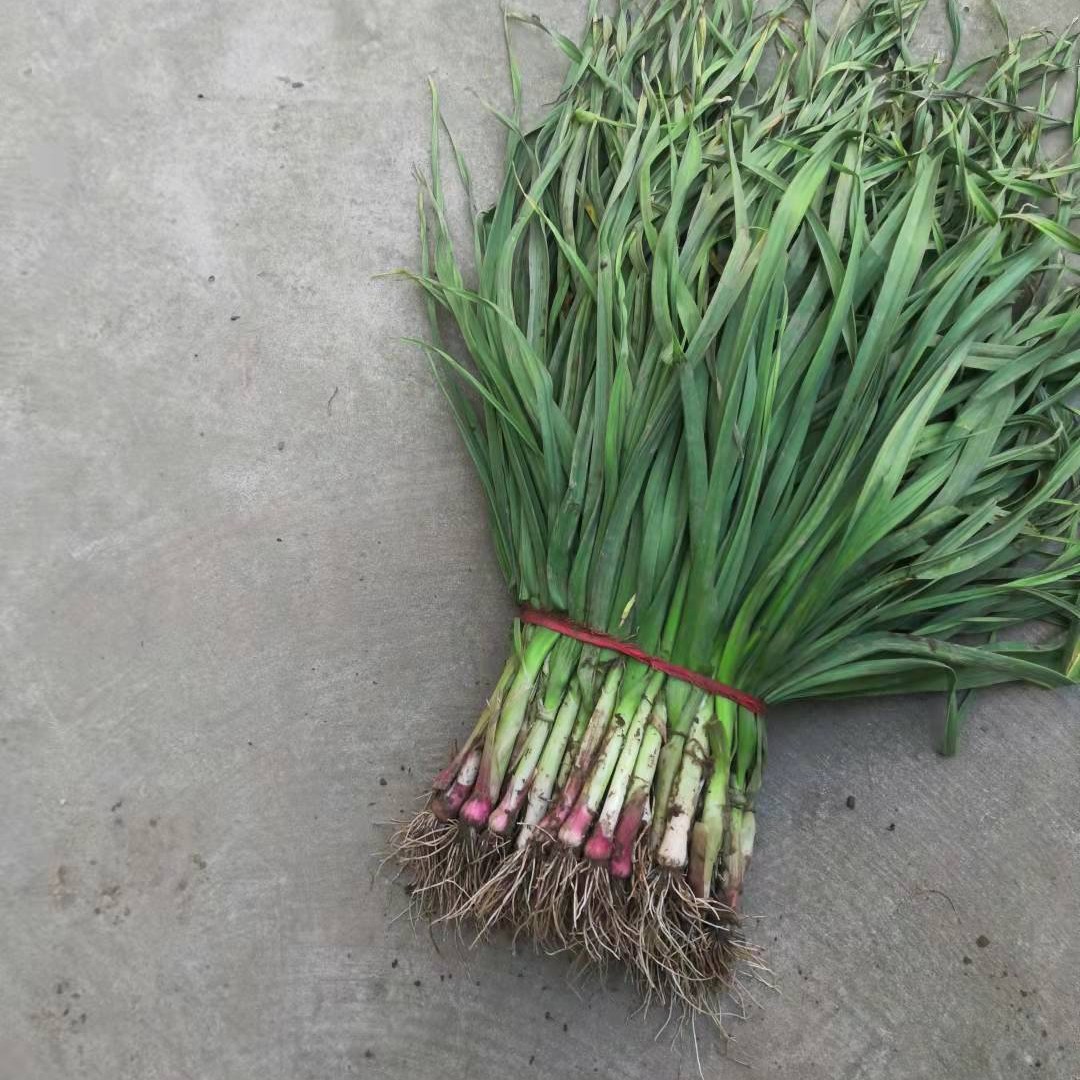 红根蒜苗 内黄县红拫蒜苗上市了