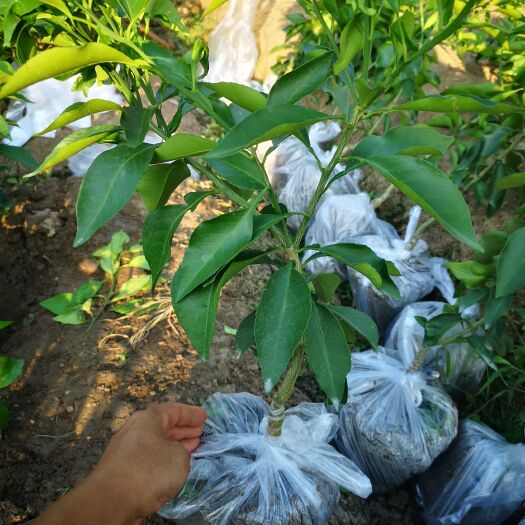 愛媛38號(hào) 紅美人 果凍橙 柑橘苗  三年苗 杯苗  優(yōu)選