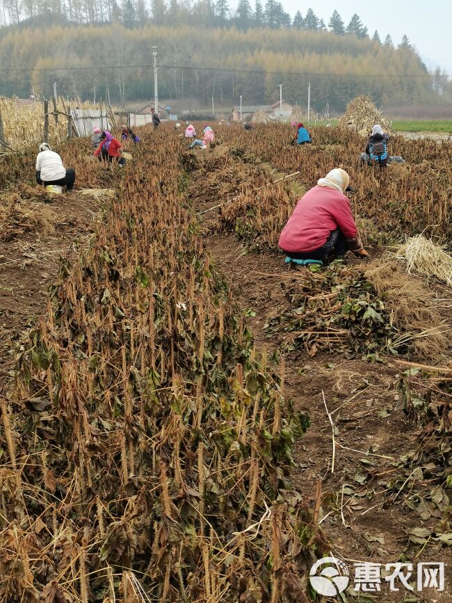 长梗刺五加苗，药食两用，有数量有质量