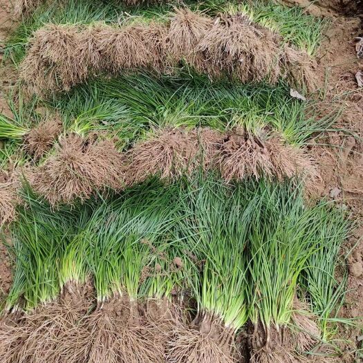 襄樊葱兰 白花葱兰 红花葱兰 基地直销 现起现挖 量大从优