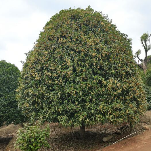 长沙桂花精品球形桂花八月桂