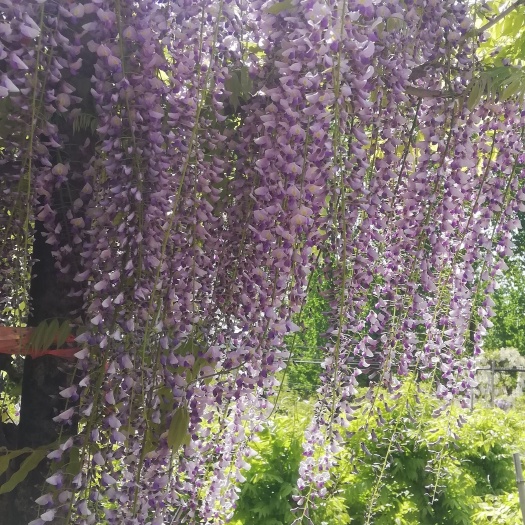 费县丰花紫藤  日系丰华紫藤
