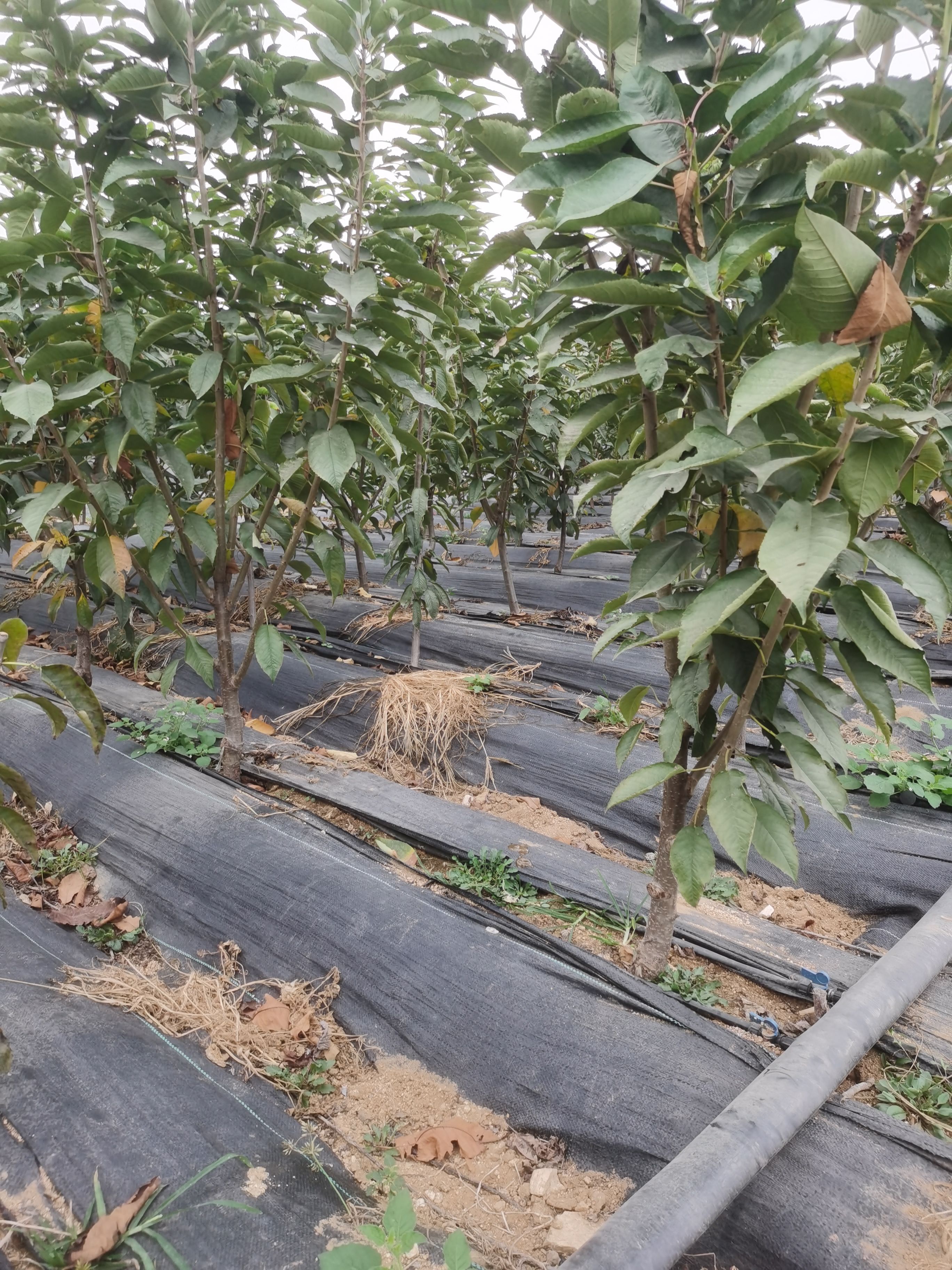 齐早樱桃苗 大樱桃苗吉塞拉根系，成苗，2年苗，3年苗