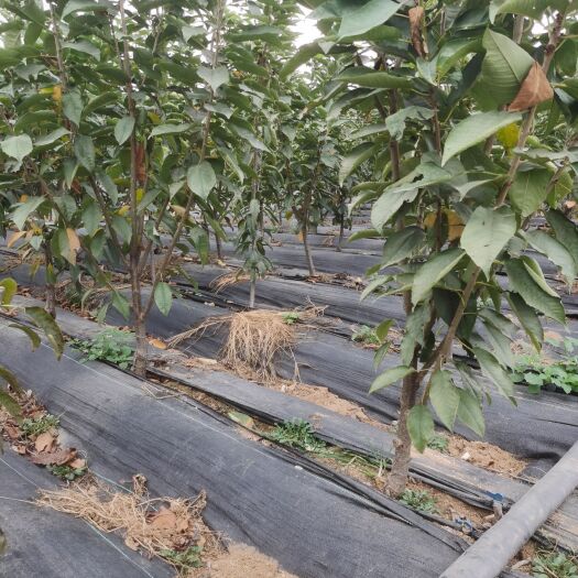 泰安齐早樱桃苗 大樱桃苗吉塞拉根系，成苗，2年苗，3年苗