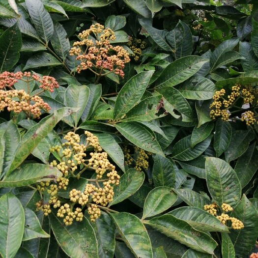 昌宁县 中药原生品吴茱萸