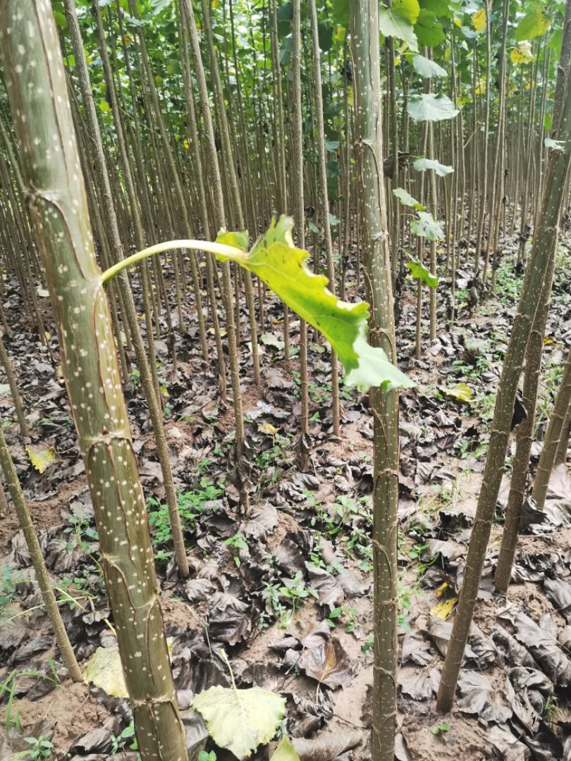 白杨树，大白杨，吉德杨，南林3412，3804，鲁林九号，