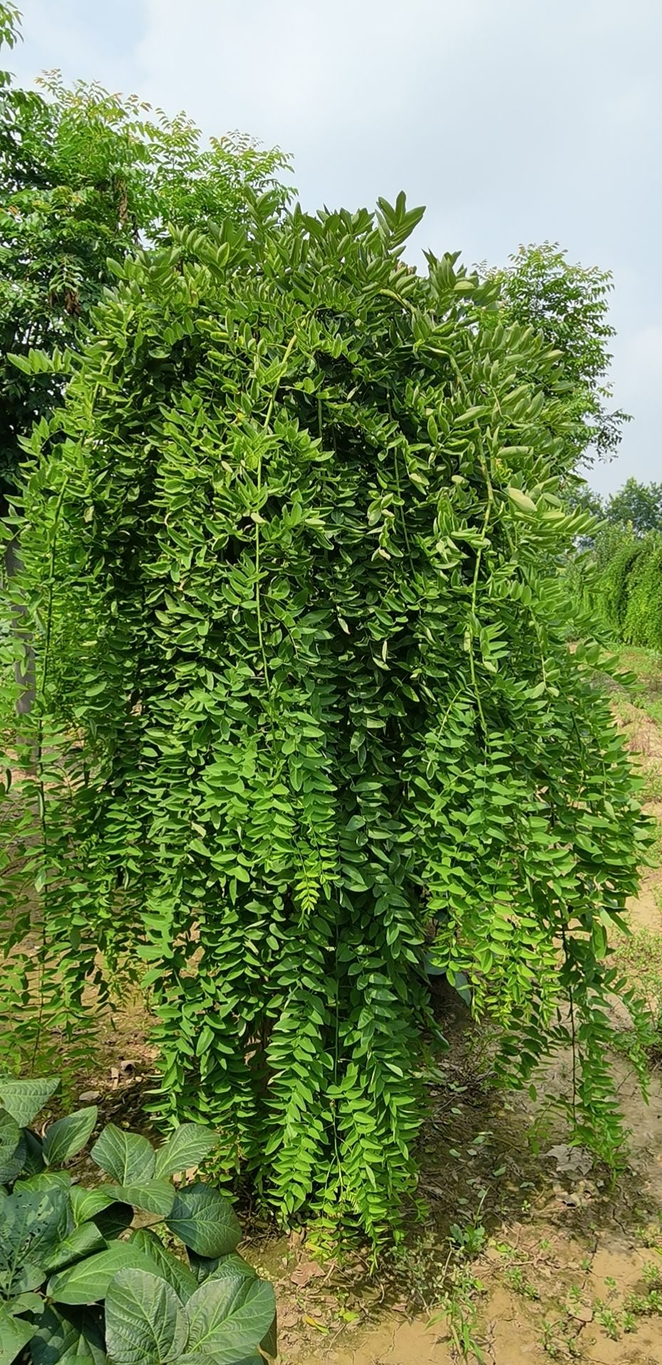 龙爪槐，2—3年冠量大