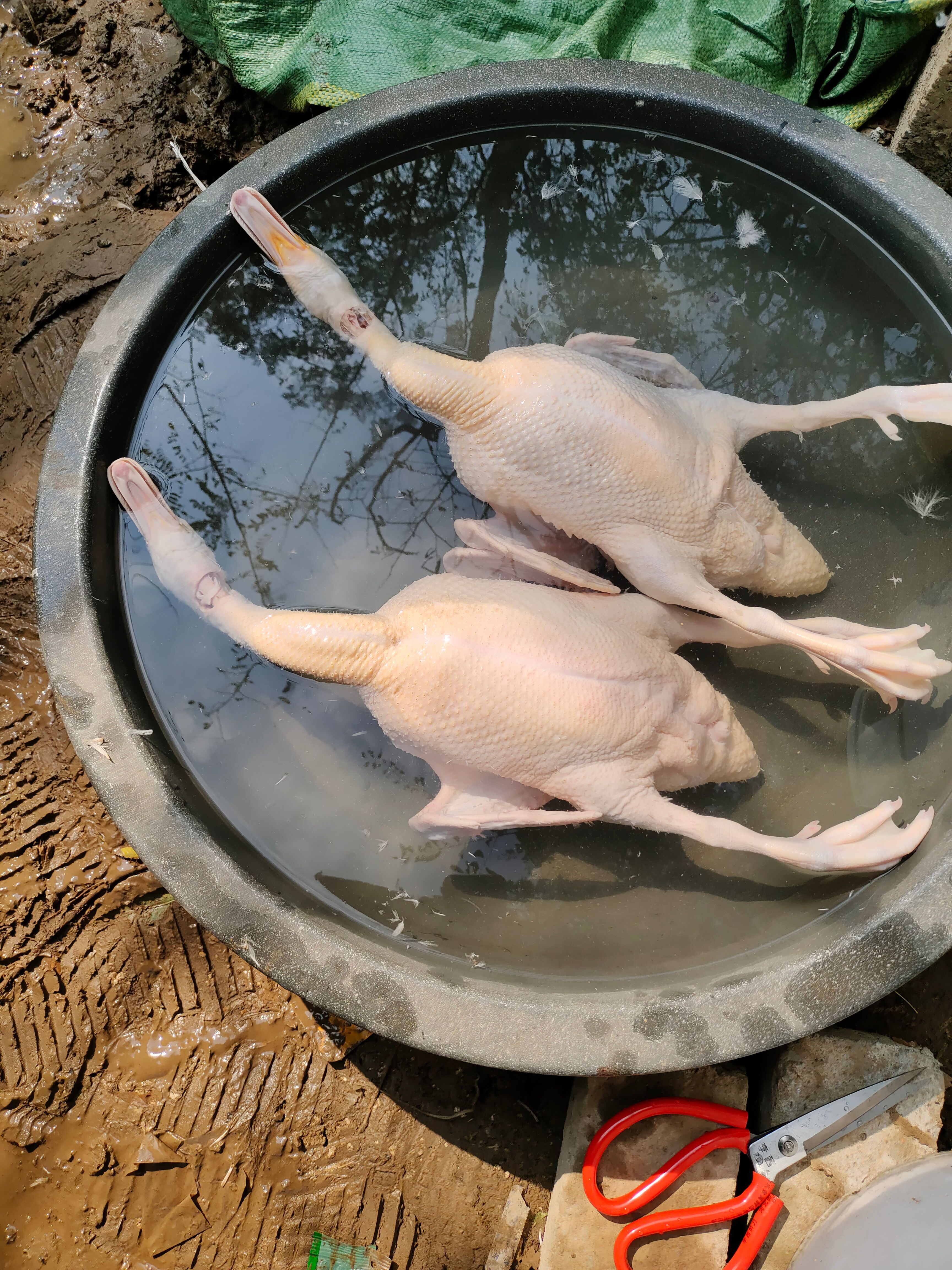 鸳鸯鸭 红头鸭。提前联系