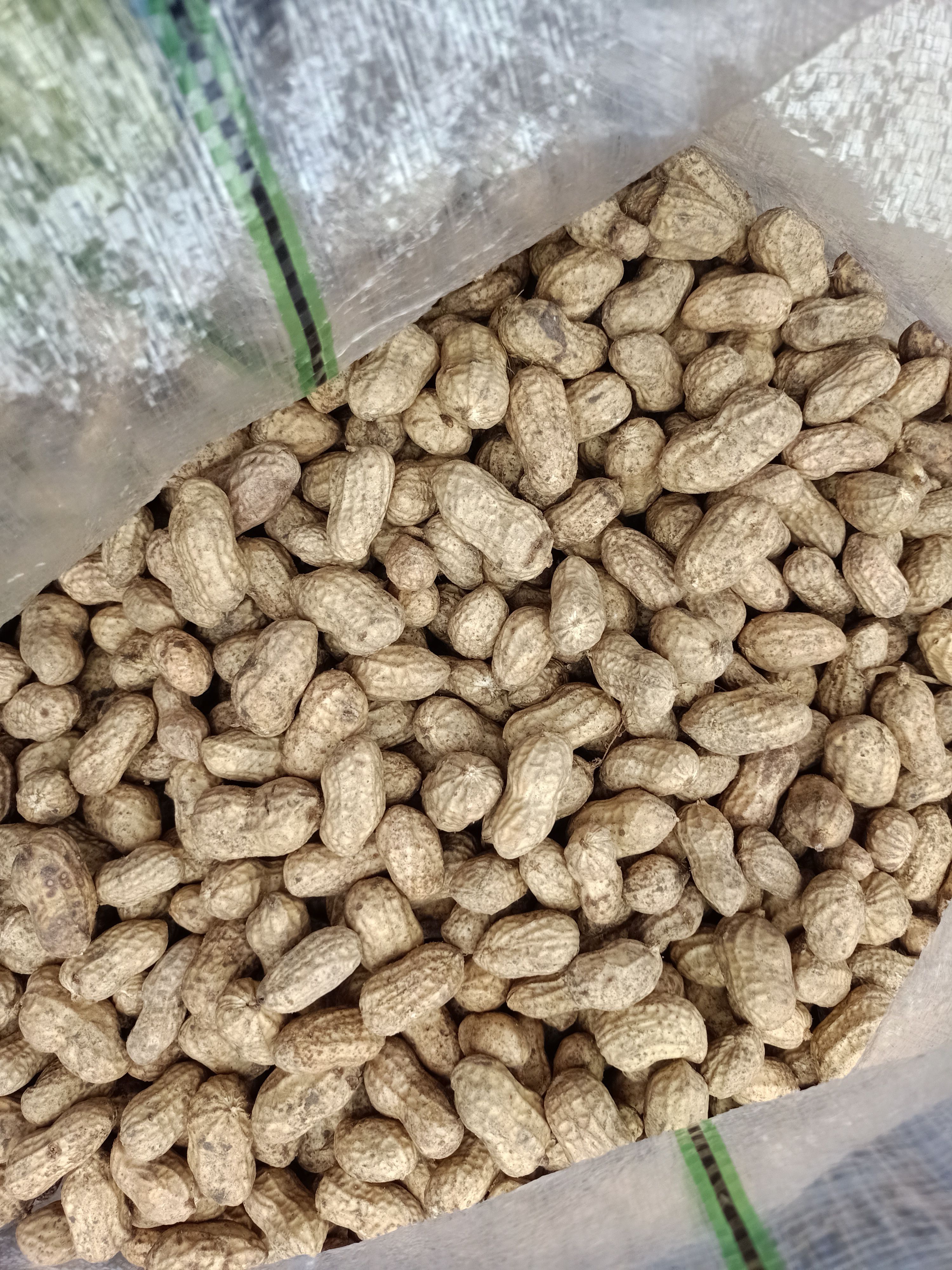 中白沙 鲜花生，有通货，有精选货