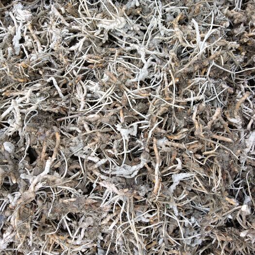湄潭县售优质阳荷根种，基地直发，量大从优