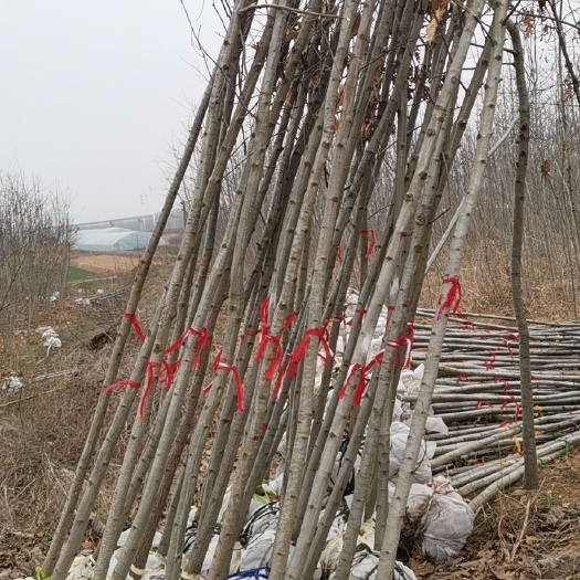 青岛北美红栎  欧洲红栎