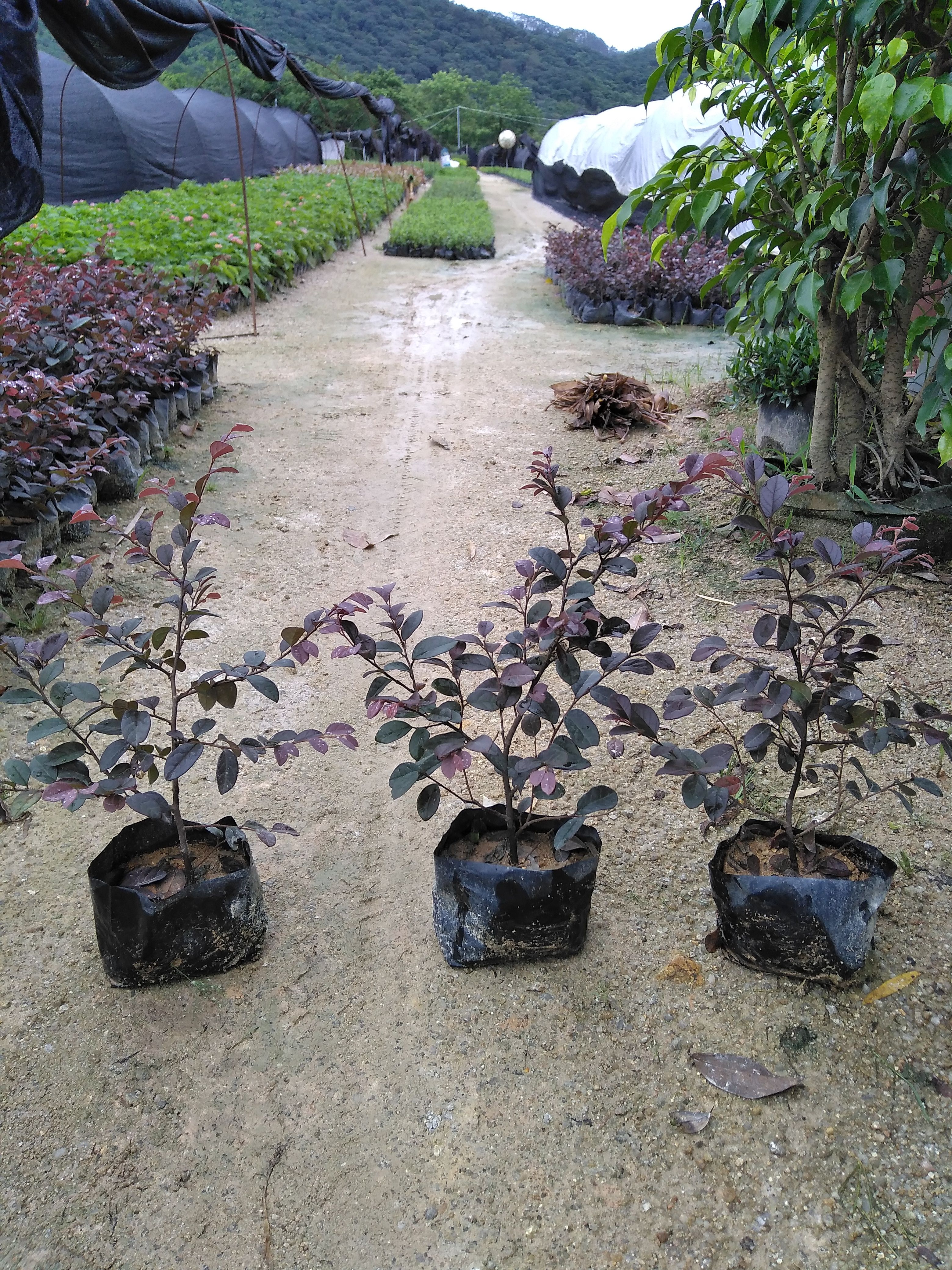 红花继木（大袋和中袋）