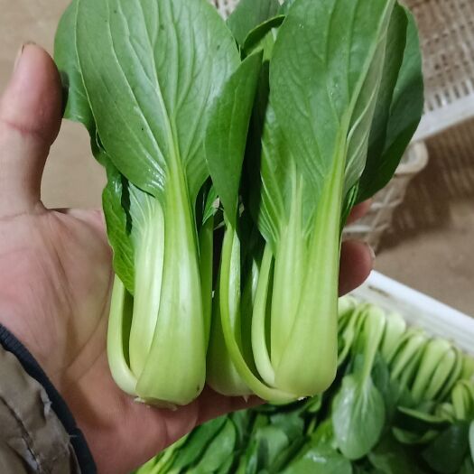 长沙县 精品上海青，小白菜
