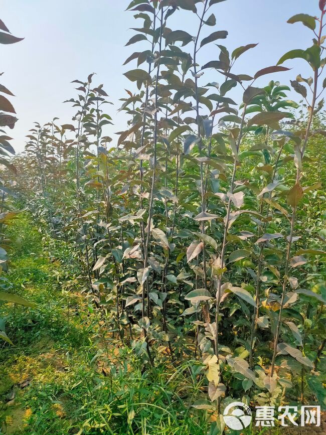 早酥红梨苗  早酥红梨树苗，早熟梨树新品种。又叫彩虹梨，口感脆甜