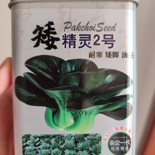 南昌苏州青白菜种子  矮精灵2号杂交苏州青种子小白菜种子，耐寒矮脚油亮，200克