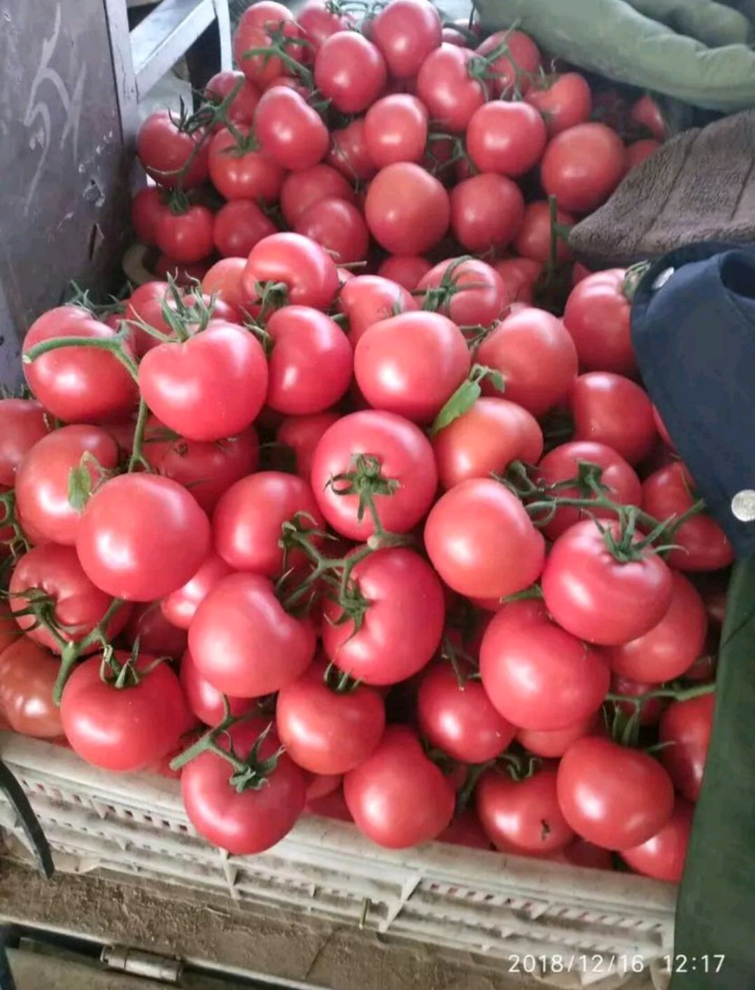 硬粉西红柿基地产地直供，对接超市