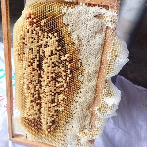 陆丰市土蜂蜜 42 6-12个月 本品不能代替药物 2021-07-21 - 2022-07-26 