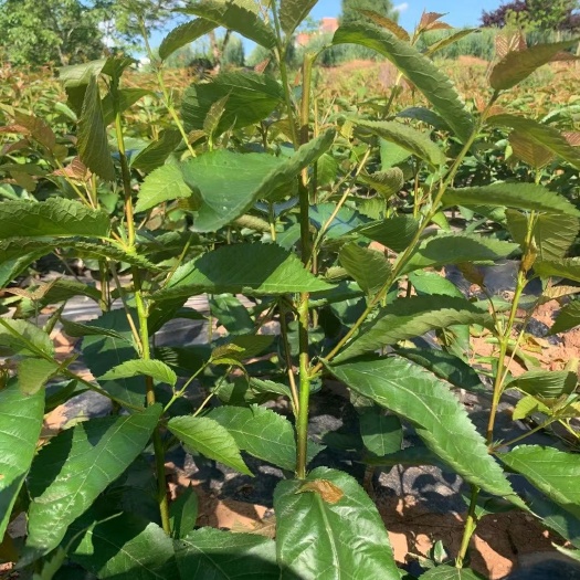 苍溪县玛瑙红樱桃树苗 樱桃嫁接苗，瑪瑙红樱桃嫁接苗，果实红色，口感好甜味足