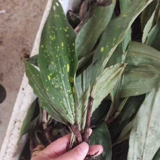 留坝县山慈菇  大宽叶兰科植物毛慈菇高产