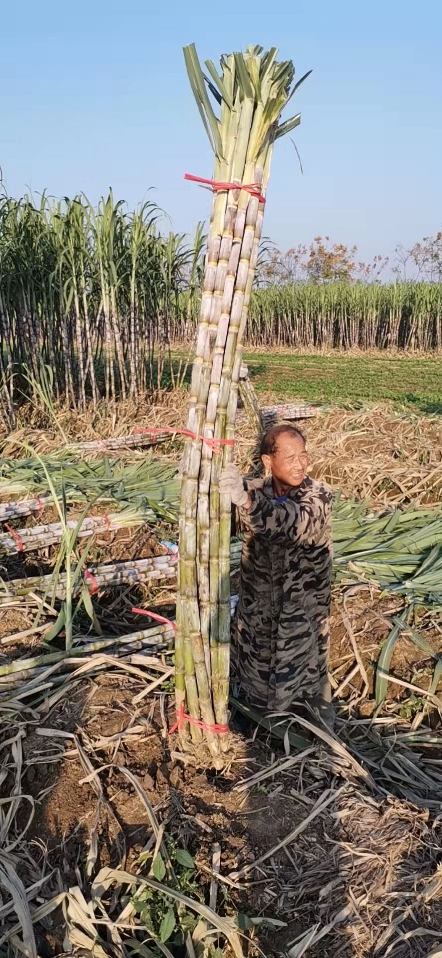 湖北青皮甘蔗，清甜多汁节长易咬，产地直发，货源充足