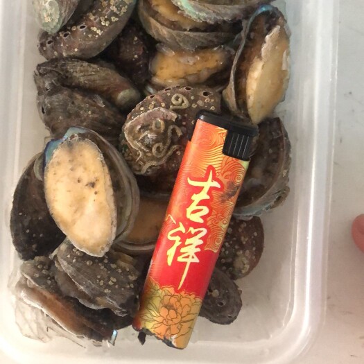 东山县九孔鲍  福建东山小鲍鱼