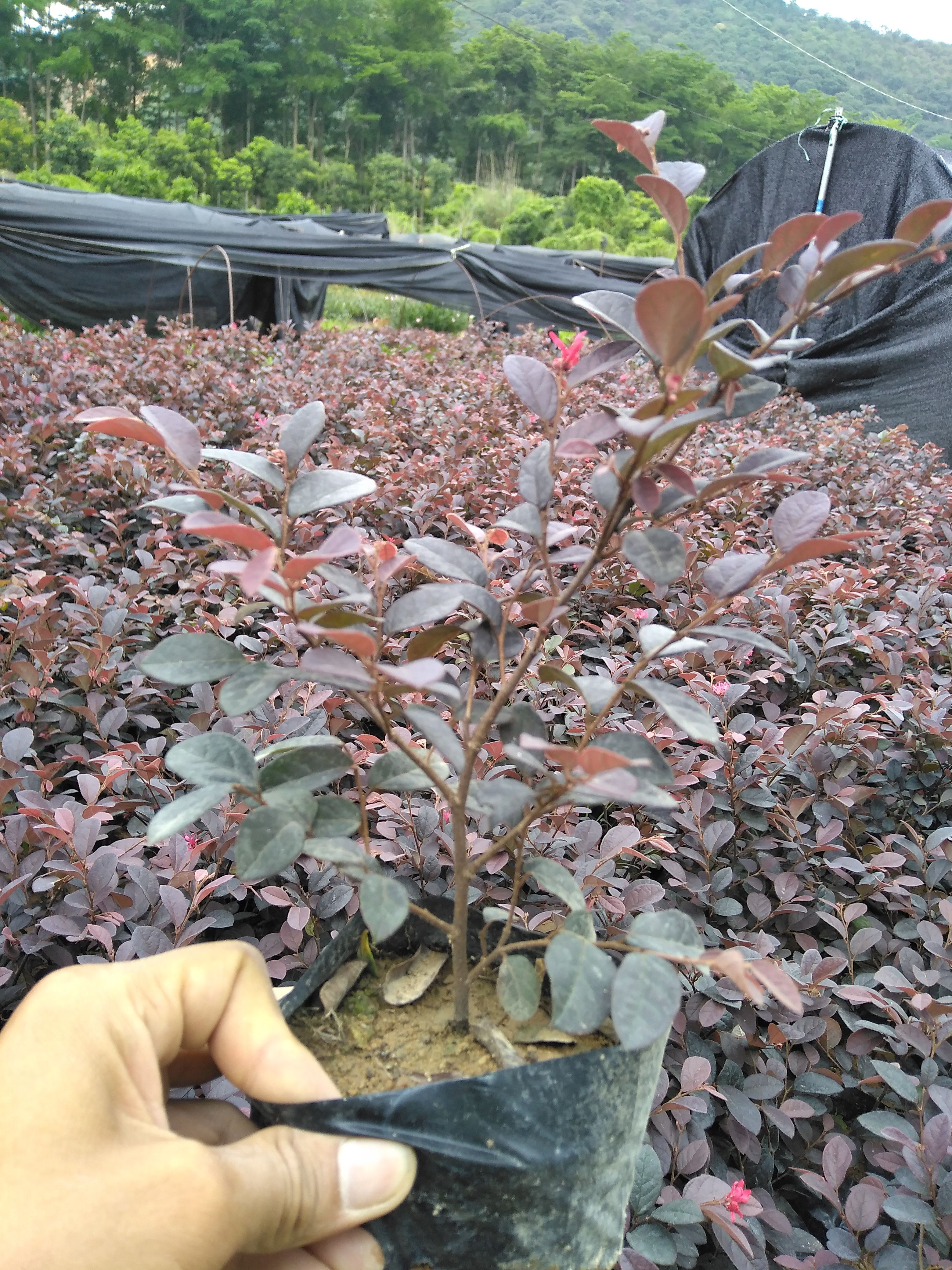 红花继木（大袋和中袋）