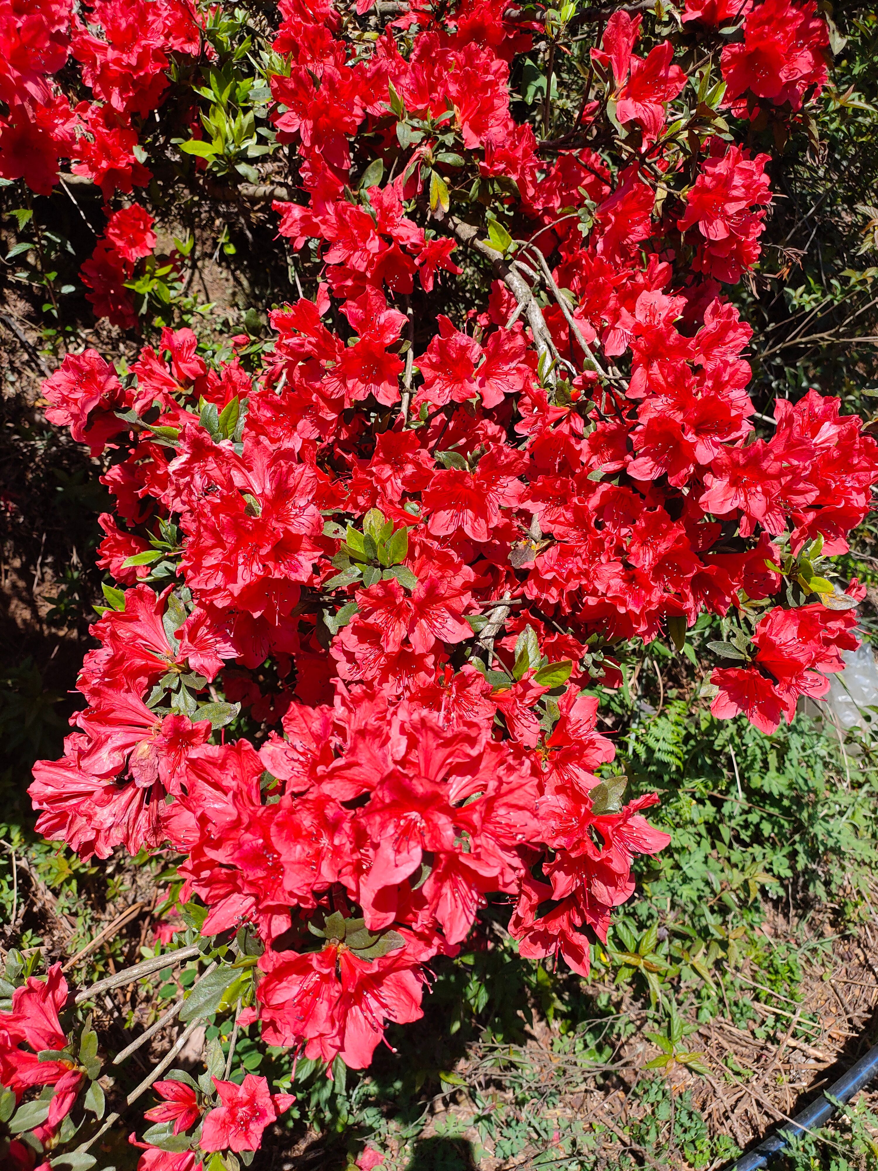 高山杜鹃 鸡血红花映山红多年熟桩