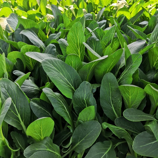 广州 油青，菜心