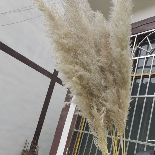 桐梓县蒲苇干花