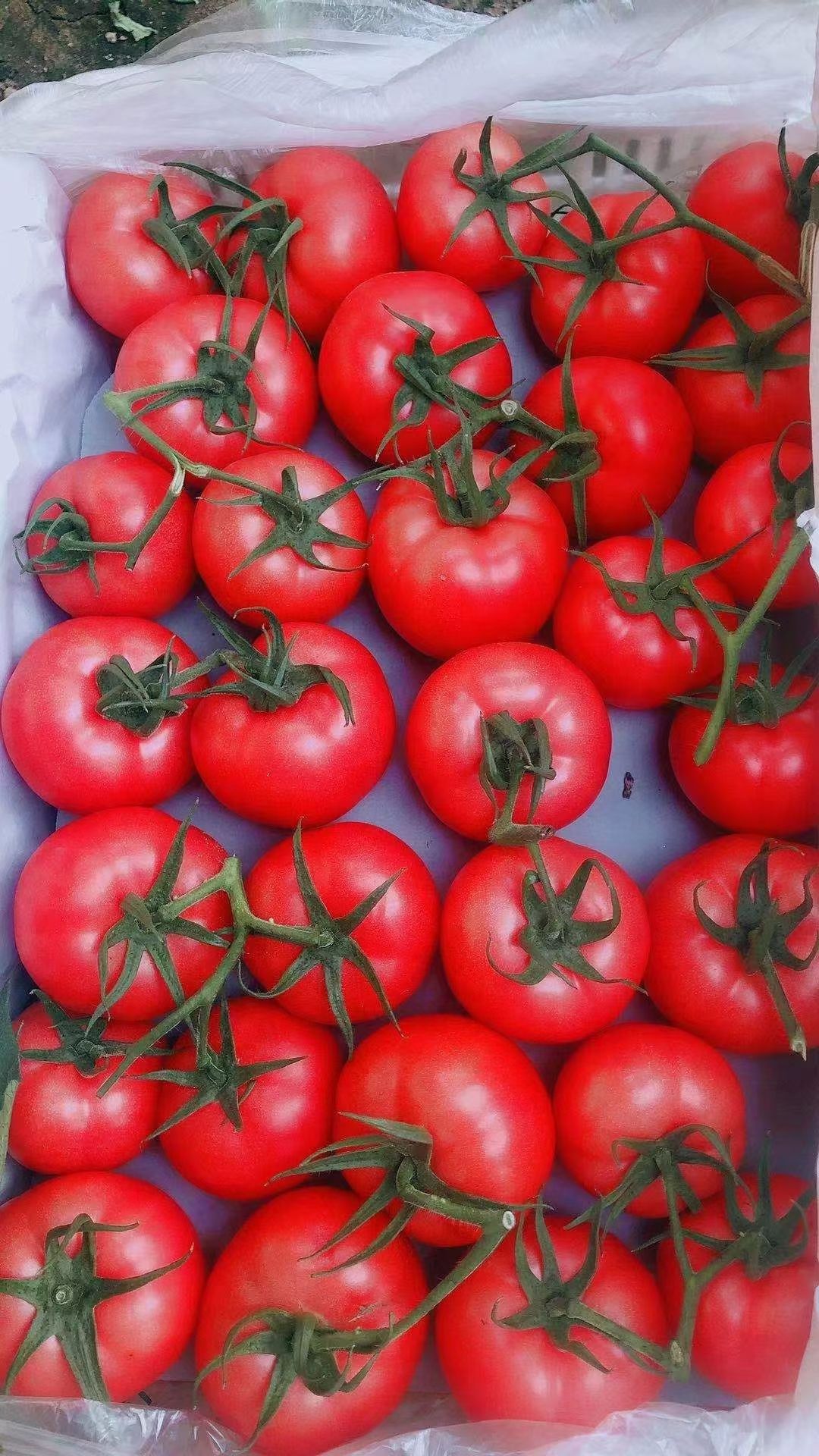 产地大量供应暖棚硬粉西红柿