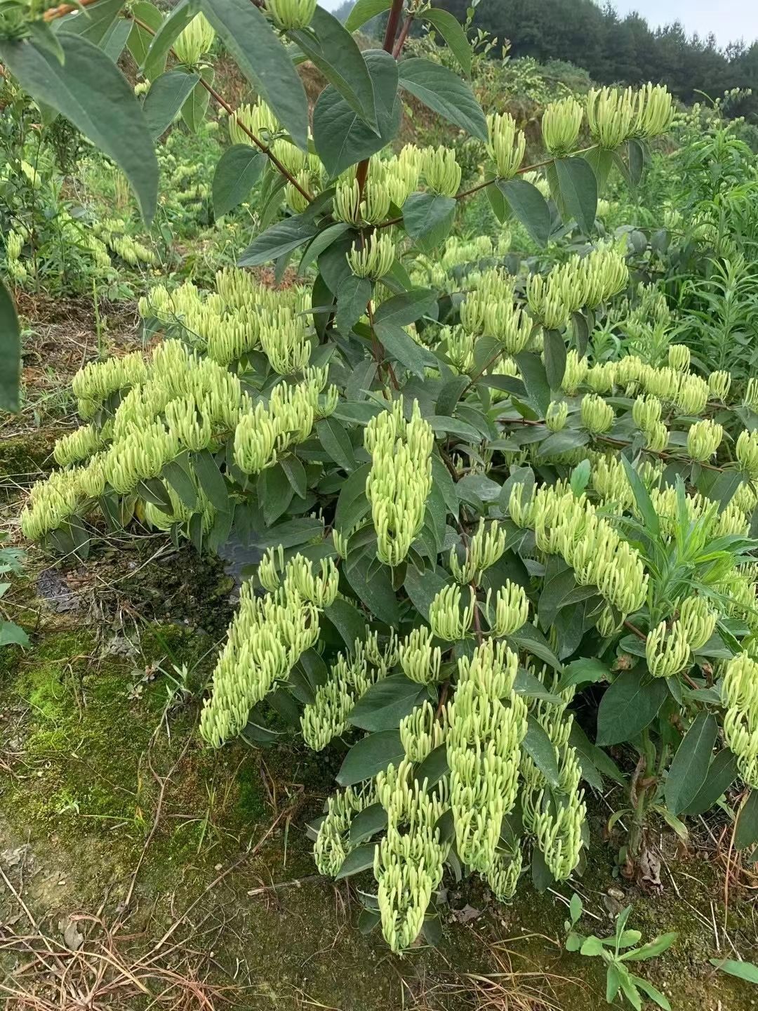 湘蕾五号金银花苗，易管理产量高回报快栽种易