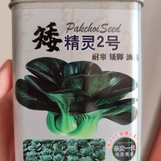 苏州青白菜种子  矮精灵2号杂交苏州青种子，耐寒矮脚油亮，2