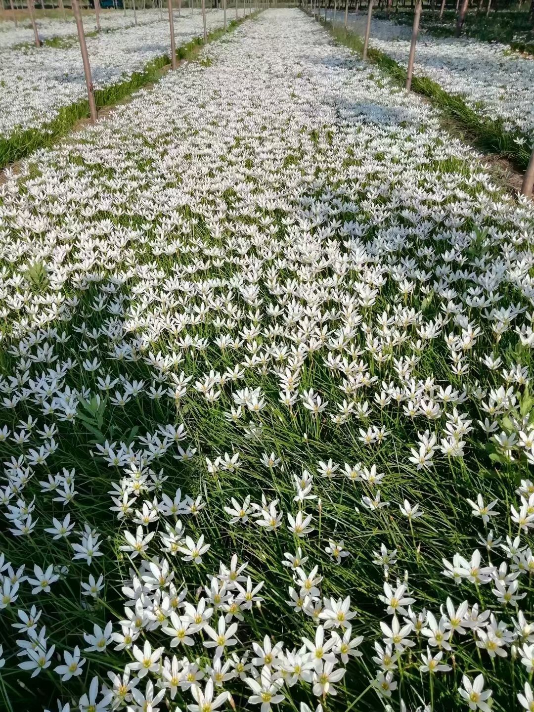 葱兰 白花葱兰 红花葱兰 基地直销 现起现挖 量大从优