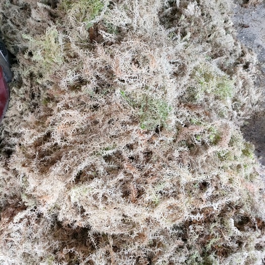 平塘县水苔 