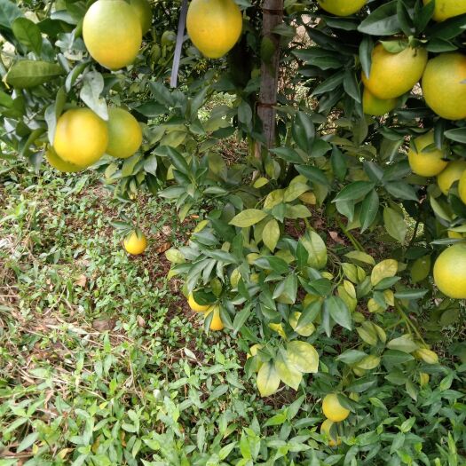 平和县平和县脐橙果皮光滑