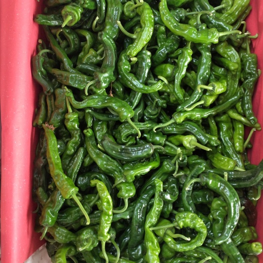 枣庄 青皮椒，皱皮椒