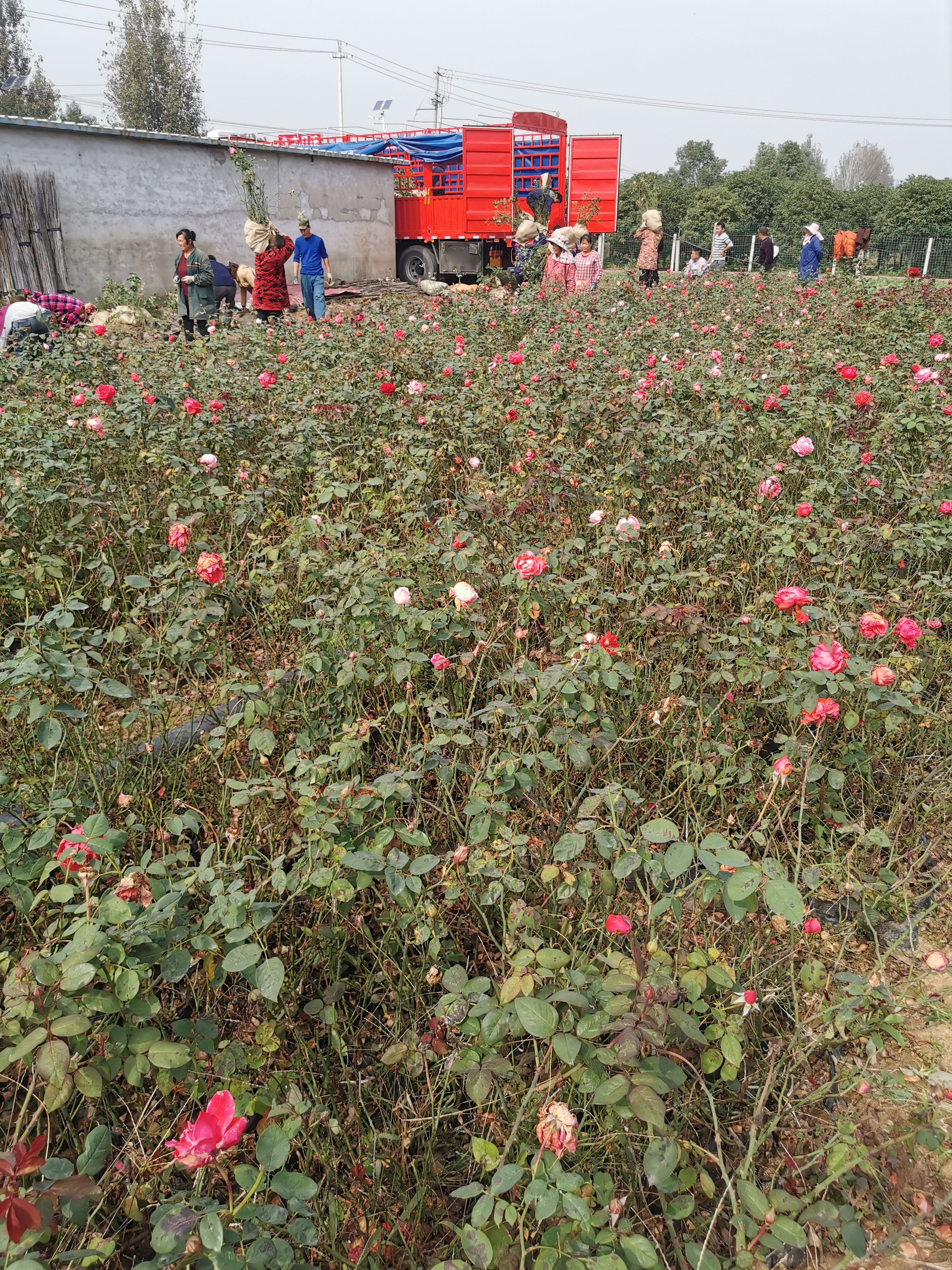 大花月季月季豐花月季基地自產自銷質優(yōu)價廉