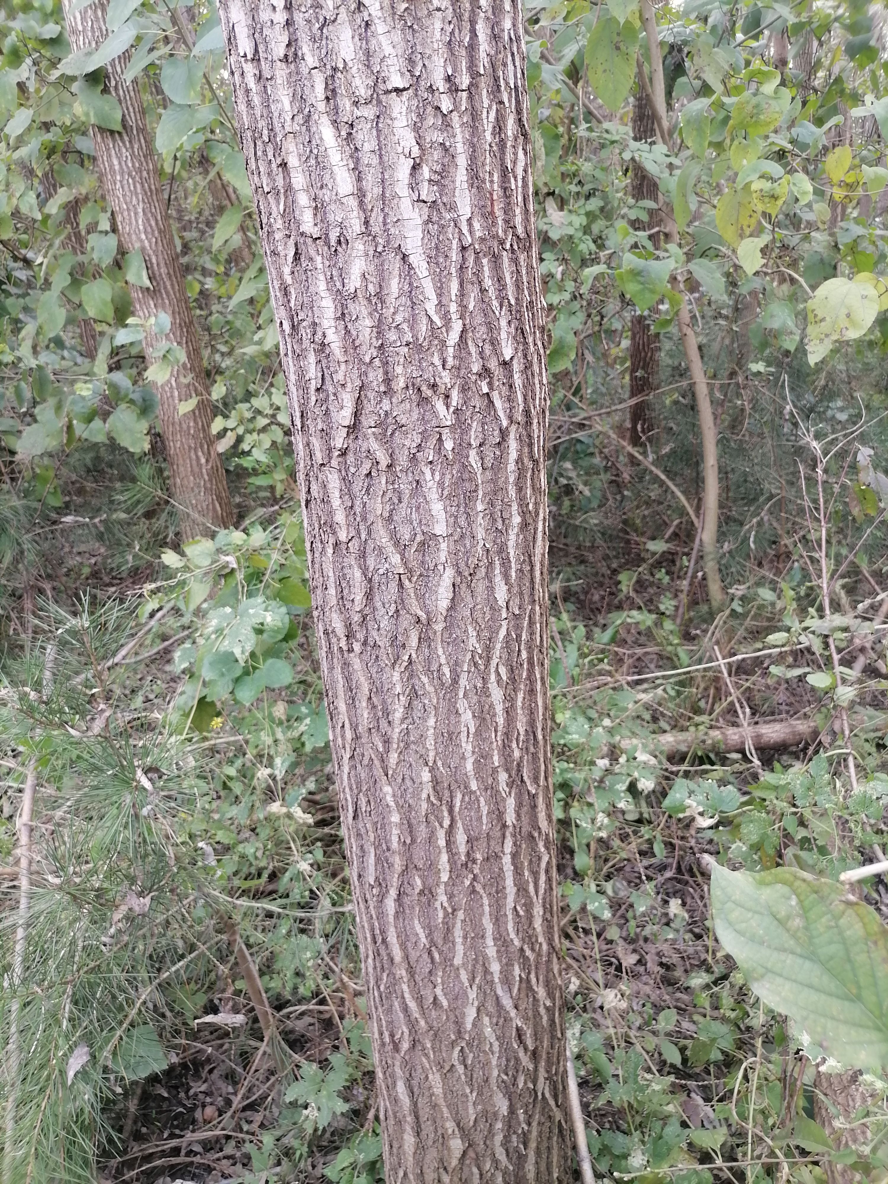 柳树 本人有速生竹柳1千棵左右，长势良好，直往10～15公分，