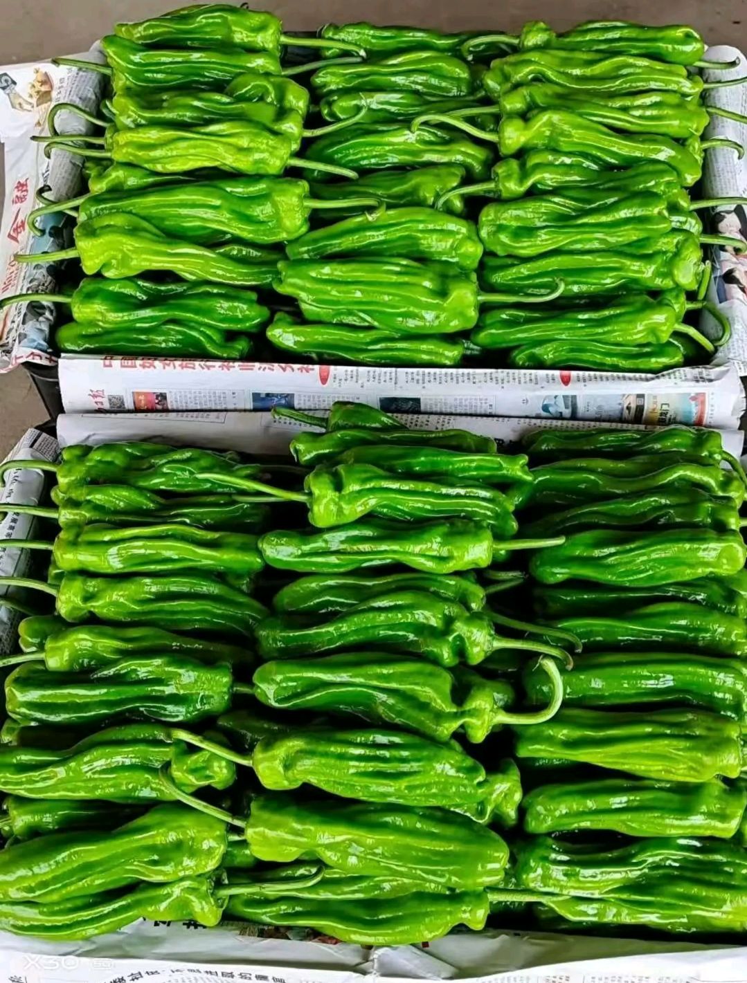 薄皮椒 芜湖椒  苏椒螺丝椒 线椒基地山东费县辣椒产地