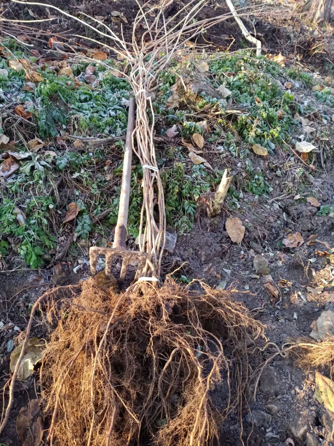 软枣猕猴桃苗  软枣猕猴桃嫁接苗，扦插苗