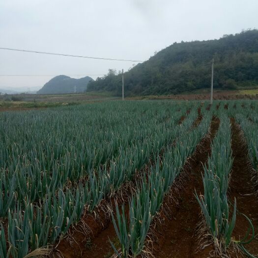安顺钢葱  大葱