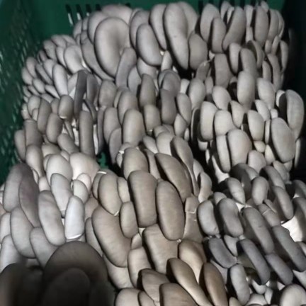 兴平市 精品自产自销蘑菇，价位优惠。