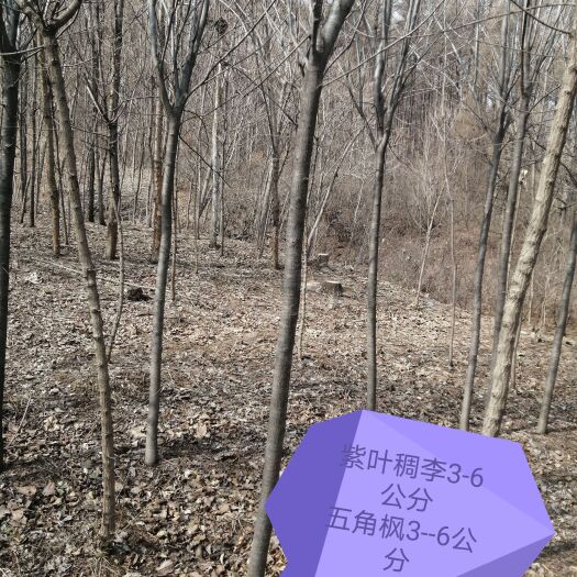 开原市紫叶稠李苗  紫叶稠李树干直流5公分左右16上车