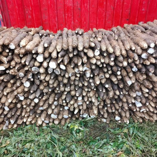 柳州广西山药白鬼和黑鬼薯（散货走车价）