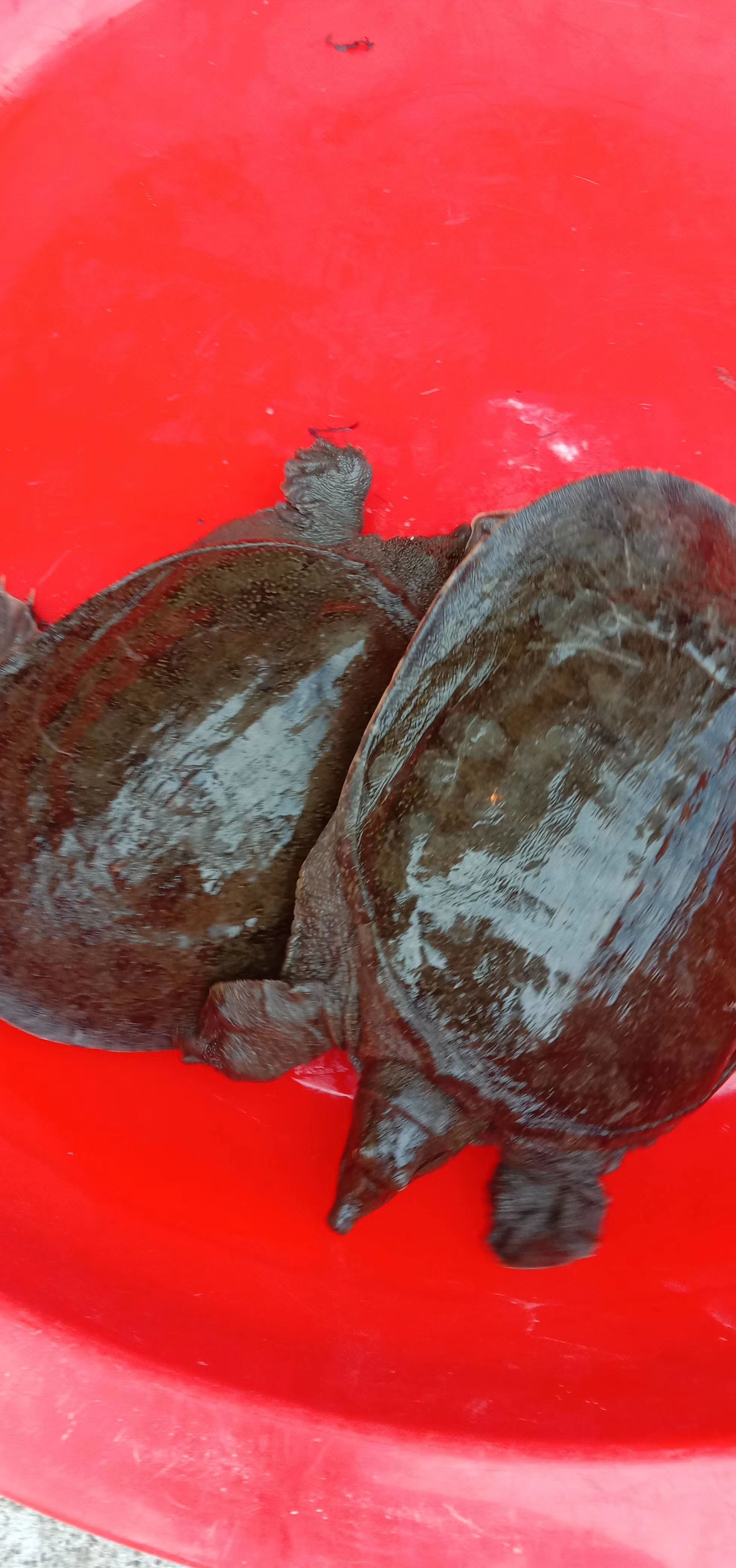 清溪花鳖  圆边黑花、中华老鱼