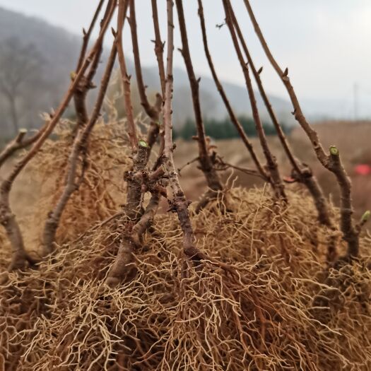 桓仁县五味子苗  五味子一年苗，两年苗，根系好，成活率高。